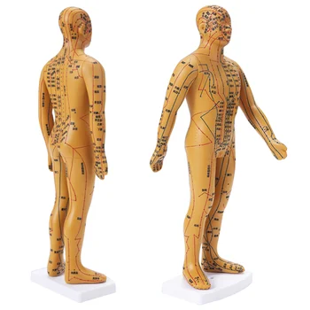 35 cm Ľudského Tela, Akupunktúra Model Mužskej Meridiánov Model Lekárskej Vedy Učebné Zdroje Dropshipping