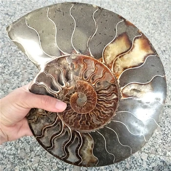 obrovské veľkosti 1 pár 2 ks ammonite fosílnych z madagaskaru Conch fosílnych o 20 cm priemer