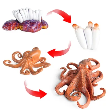 More Simulácia Života Morských Živočíchov Squid Octopus Cyklu Rastu Model Akčná Figúrka Postavy Dieťa Darčeky Vzdelávania Detí, Hračky 2