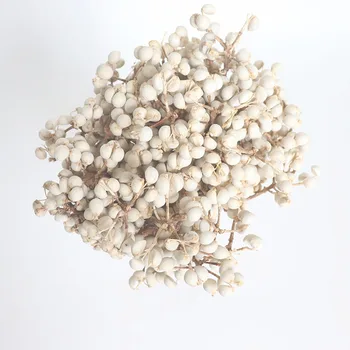 Malé Ginkgo Prírodné Sušené Kvety A Biele Ovocie Diy Rodine Usporiadanie Vôňou Húb Tráva Čierne Loj Reálne Bobule Svadbu 4