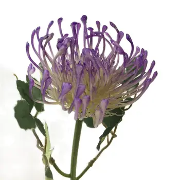 jeden plastové púpava kvet jeden vedúci/kus Leucospermum cordifolium umelé kvety Falošné Skúmie kvety 4